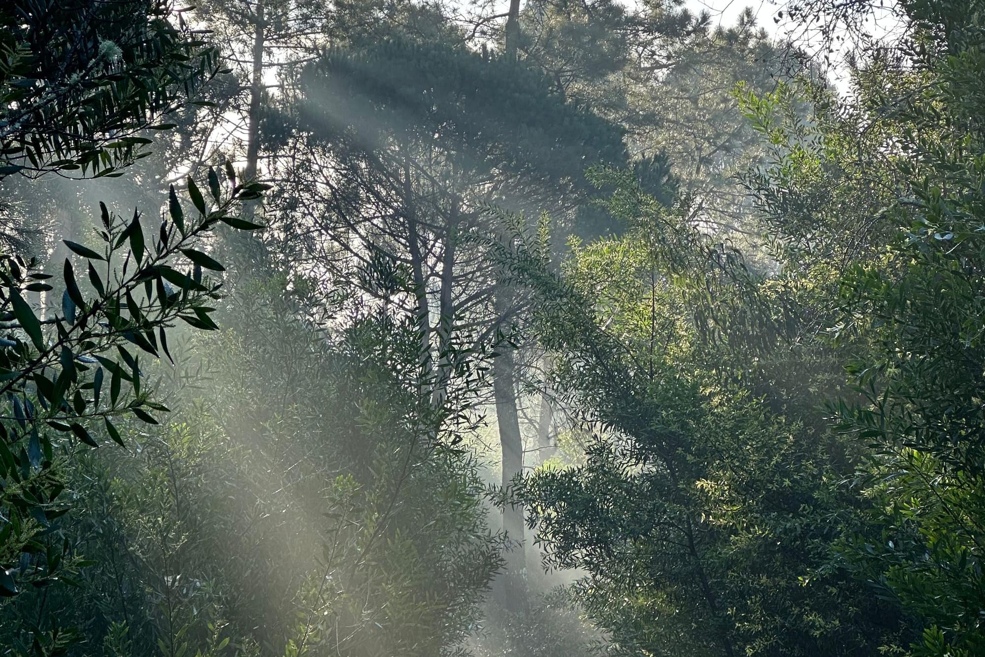 Rayons de soleil à travers une forêt brumeuse